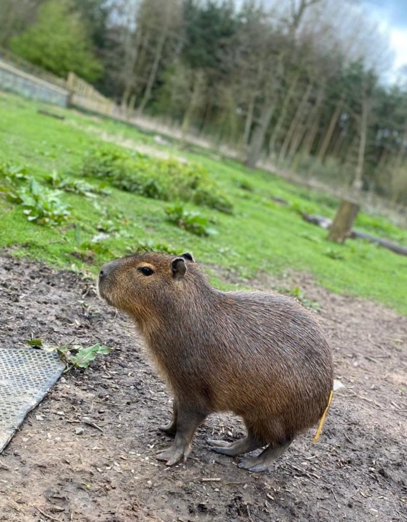 UK Zoo On High Alert As World’s Largest Rodent Escapes: Public Warned Against Approaching Capybara‌
‌