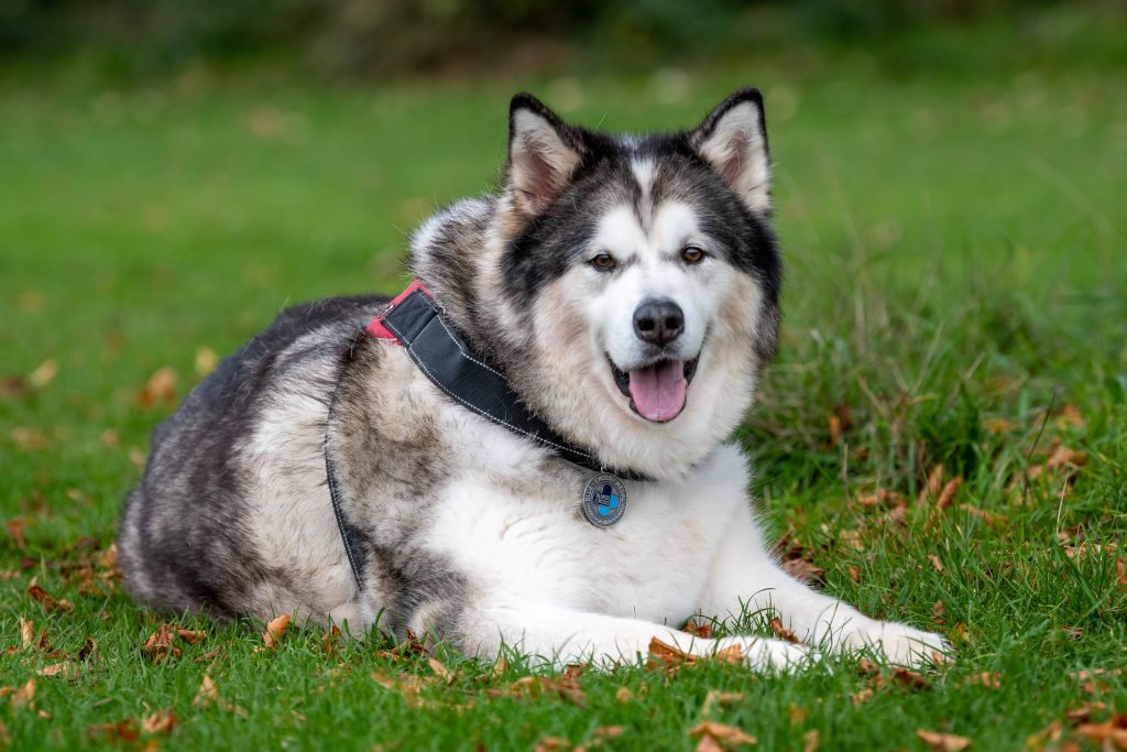 Blue Cross Medal won by an Alaskan Malamute dog named Storm. (James Linsell-Clark via SWNS)