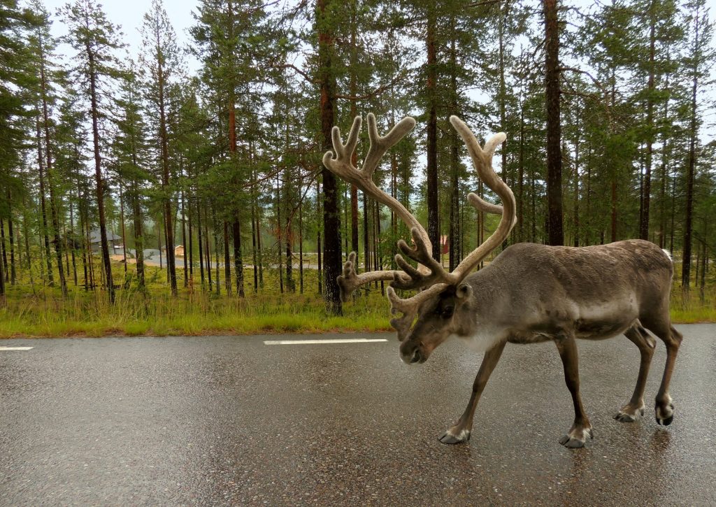 Male reindeer walking on a national road in Jämtland, Sweden.    (Stockholm University via SWNS)