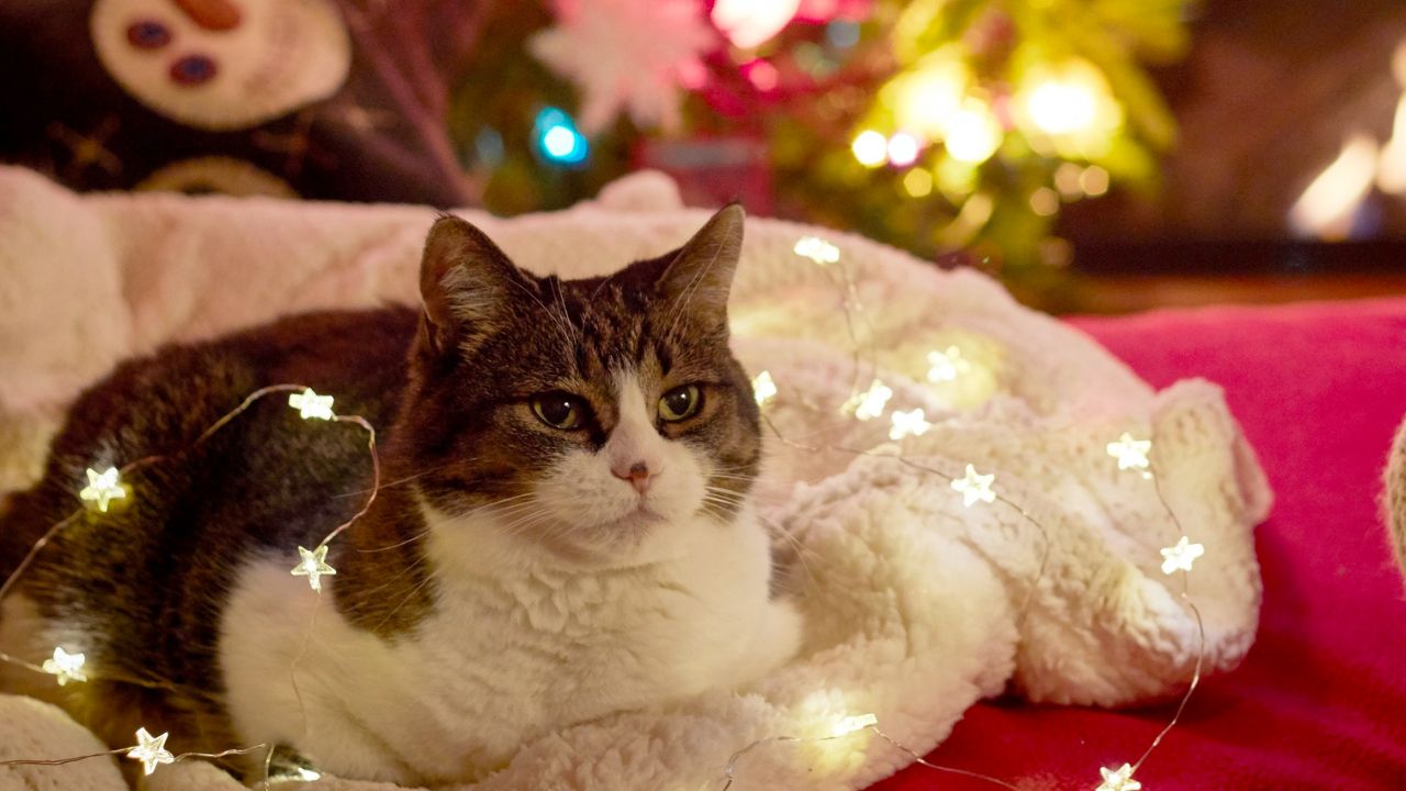 A cat curled up on a blanket surrounded by festive lights. A survey of 2,000 pet owners found that people with pets are extra focused on their animal companions during the holidays. FILE PHOTO