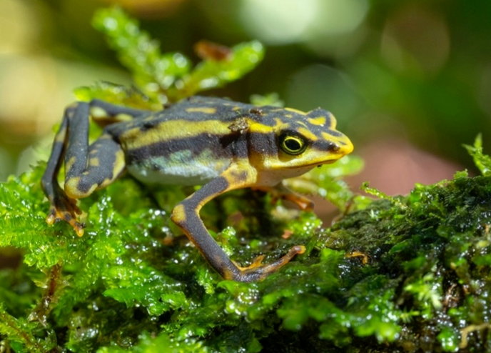 Black and yellow frog, rediscovered by scientists from Michigan State University. Ecologists have rediscovered 32 species of harlequin frogs in Ecuador that were thought to be extinct. MORELY READ/SWNS TALKER