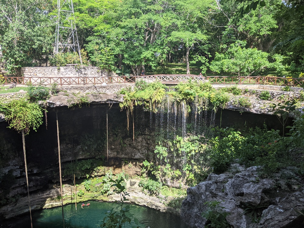 Plant diversity at a cenote (sinkhole) located near the Chicxulub crater in Mexico where the asteroid that killed the dinosaurs is believed to have impacted. PHOTO BY DR.JAMIE THOMPSON/SWNS 