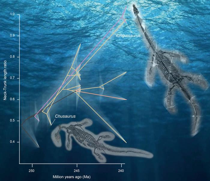 Image showing fast rates of evolution of the Loch Ness Monster. Study sheds light on how the short-necked ancestor Plesiosaur morphed into Elasmosaurus with unbelievably long necks.QI-LING LIU/SWNS.