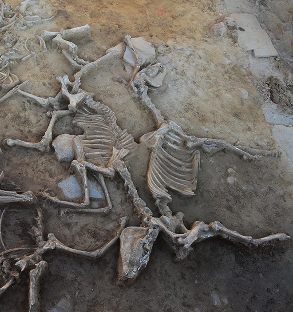 Santería objects prepared for animal sacrifice. The small ”heads” with