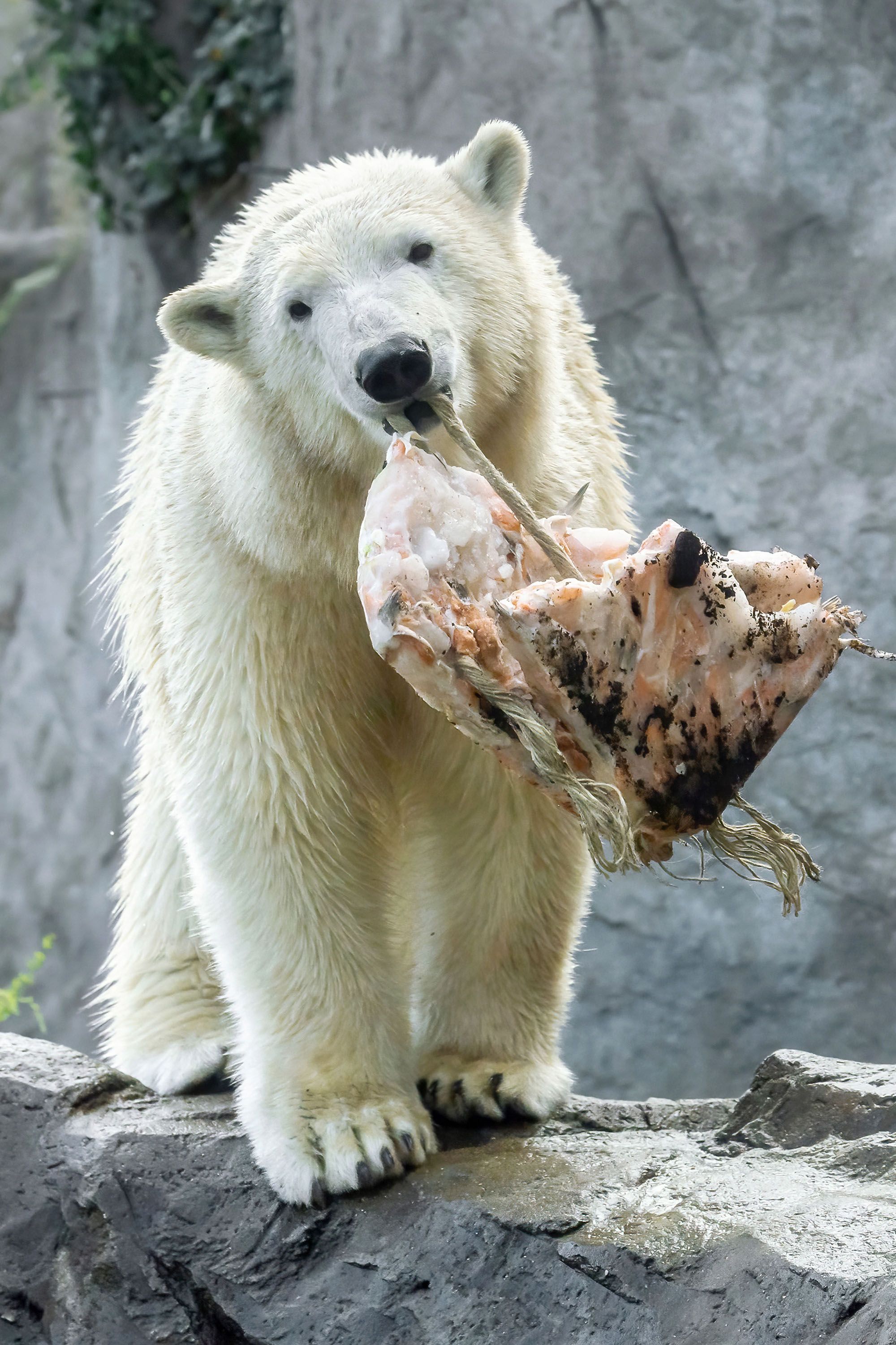 polar bear eating salmon