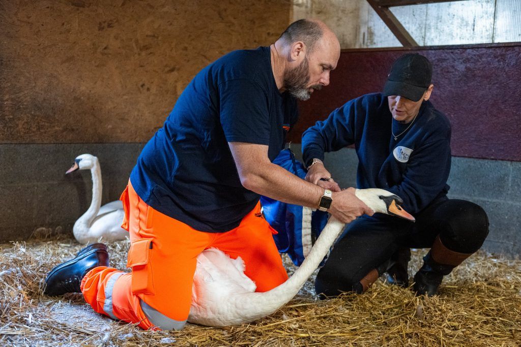 Glenn Bates from Network Rail training how to safely pick up and release swans. (Tony Kershaw via SWNS)