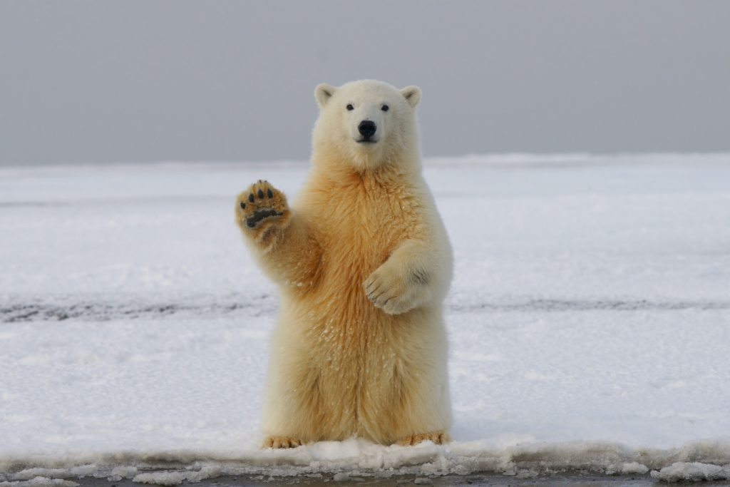 Polar bear on snow covered ground during daytime, May 16th, 2020. Researchers have developed a non-invasive form of DNA analysis using skin cells shed in the bears’ footprints in the snow. HANS-JURGEN MAGER/UNSPLASH