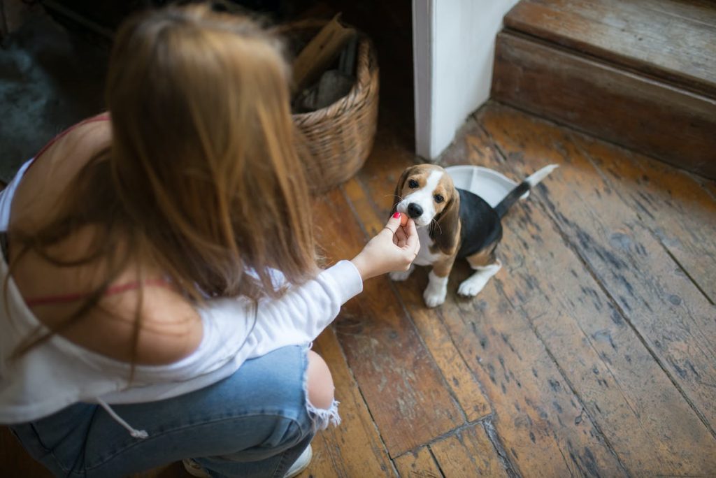 The average pet owner has 72 “pet panics” over the course of a year, according to new Research. PHOTO BY KAMPUS PRODUCTION/PEXELS