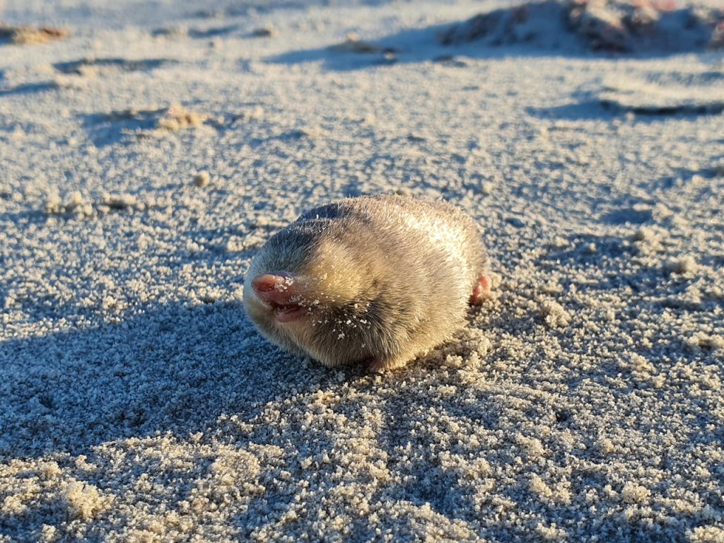 The De Winton's golden mole from South Africa. A cute blind mole thought lost to science has been rediscovered by using a sniffer dog to track a trail of dropped DNA. PHOTO BY JP LE ROUX/SWNS 