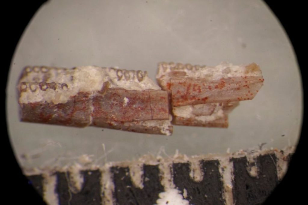 The world's first worm dating back 220 million years, has been unearthed in Arizona (Photo by Ben Kligman for Virginia Tech via SWNS)