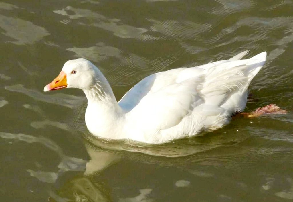 Derek the goose having a swim. (Photo by Carron Scott via SWNS)