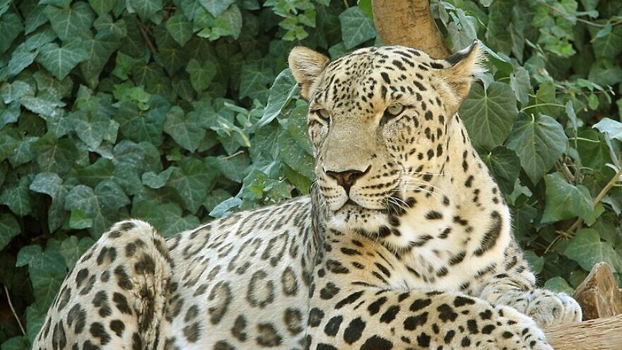 <p>A person leopard looking on. Staff at the Ramat Gan Safari, near Tel Aviv, had asked the public for suggestions for a name for the 2-year-old Persian leopard. TAMAR ASSAF/JNS</p>