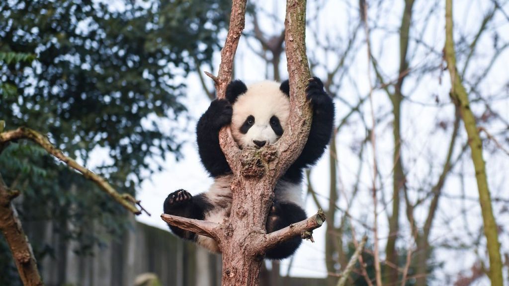 Panda bears may be suffering from jet lag when kept in zoos, suggests a new study. Giant pandas living in captivity outside the latitude of their normal range are less active, say scientists, potentially affecting their welfare. PHOTO BY GREECE-CHINA NEWS/PEXELS 