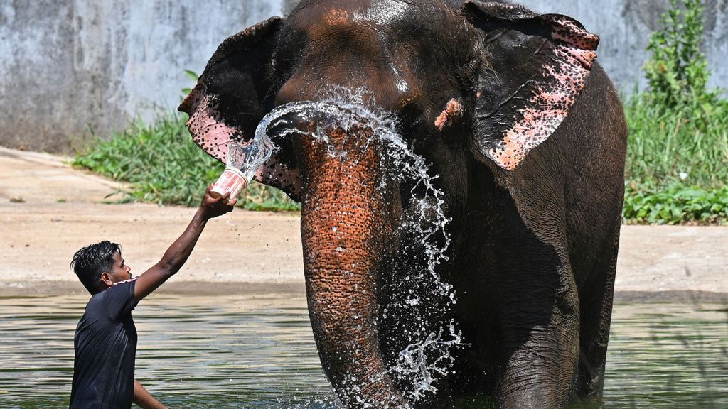 A worker pours water on an elephant on a hot summer day at the Veermata Jijabai Bhosale Udyan and Zoo in Mumbai on May 2, 2023. Recently, Asian elephants Yu-Zin, Chandrika, Damini and Tarli were caught on camera wallowing in a lake. PHOTO BY PUNIT PARANJPE/GETTY IMAGES