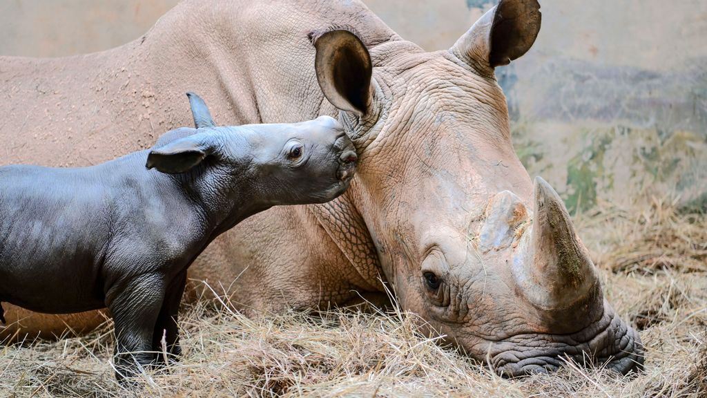 baby rhino