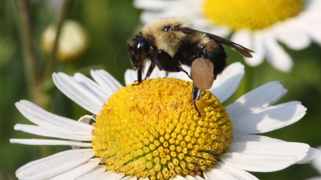 15 Buzzworthy Facts About Bumblebees