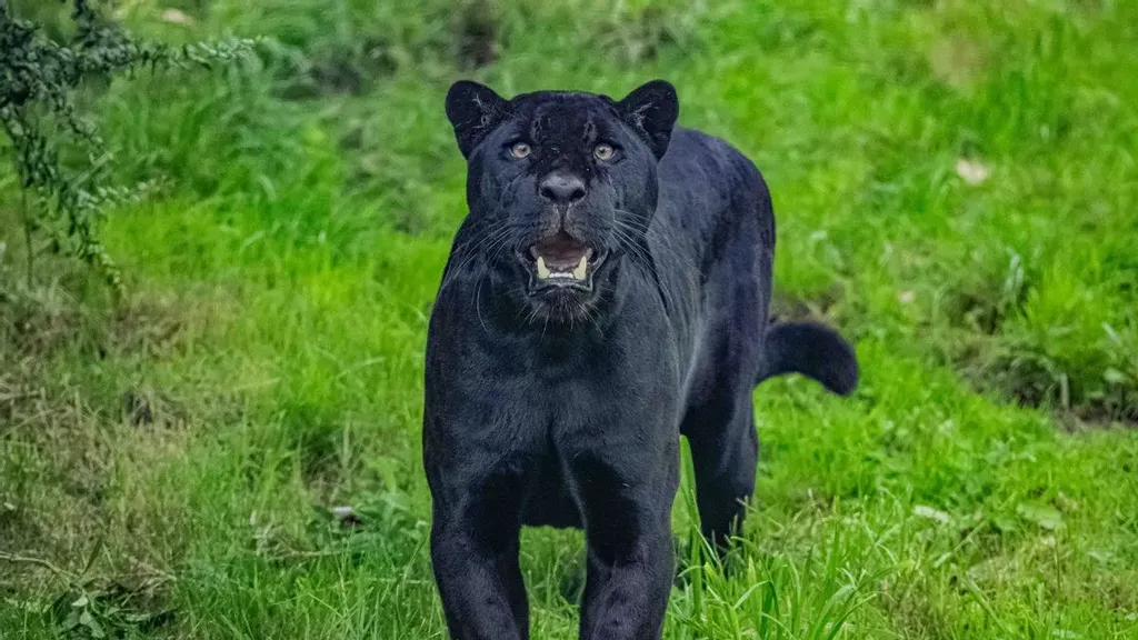 The why, what and where of the world's black leopards – Palm Oil Detectives