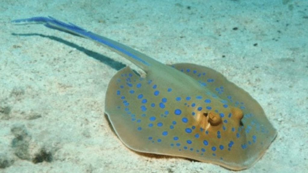 <p>The blue spotted stingray. A stingray sand sculpture found in South Africa may be the oldest example of humans creating an image of another creature. ARTHUR DE BOCK. </p>