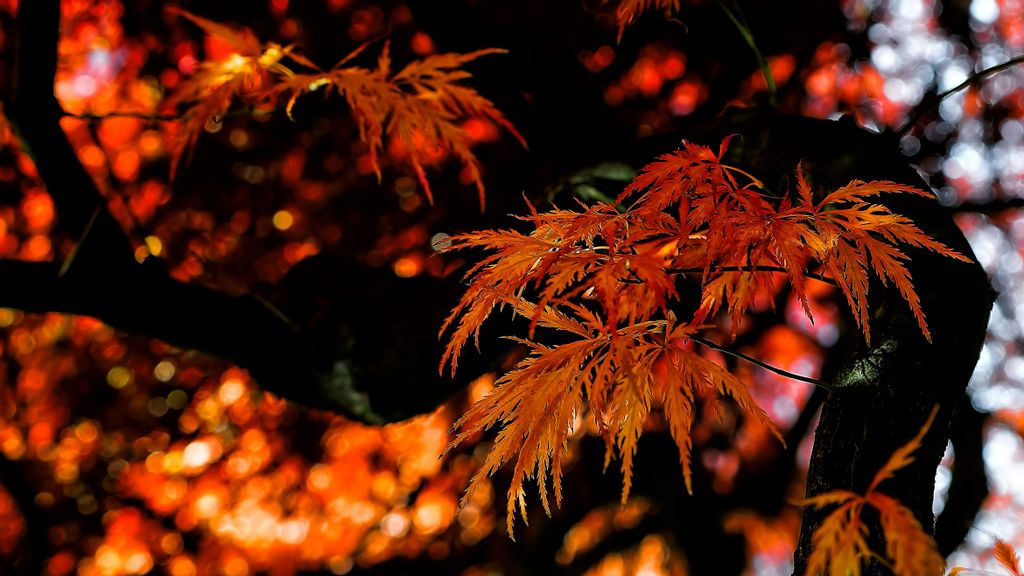 <p>A view of the autumn foliage in the image. The fall is expected to be a warm time in the Eastern U.S. (RICARDO GOMEZ ANGEL/UNSPLASHED)</p>