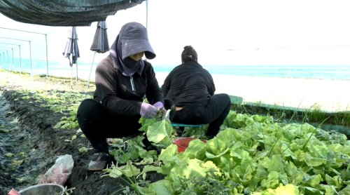 中南部連掃2風颱 多數菜蔬著水傷 菜價起翻倍