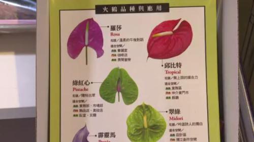 父親節欲到 農業部推送「火鶴花」祝家庭攏予好