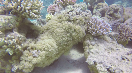 頂禮拜全球平均海面溫度21.1度 創新懸紀錄