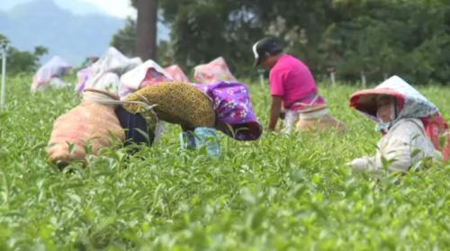 水氣較厚、蝝仔變少 新竹縣茶米產量減一成