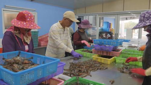 台東白蝦養殖新風潮，少年輩拓開產業新的面貌｜青春咱的夢
