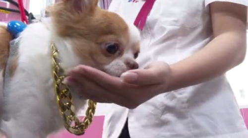 現代人興飼動物伴 樹德家商也開設寵物經營科