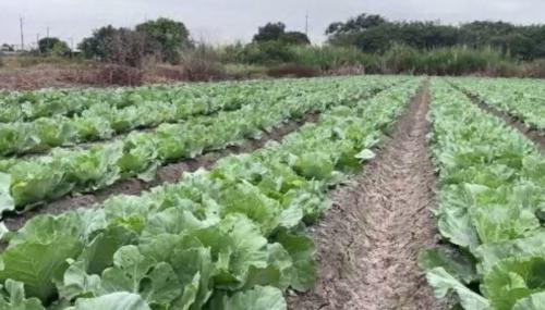 風颱損蕩致高麗菜價數大起 唌袂少農民去種