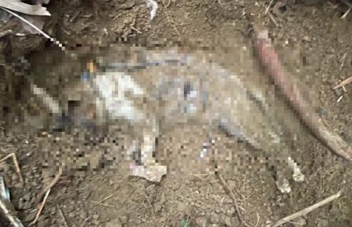 臺北動保處接通報 信義區5貓疑似受虐待致死