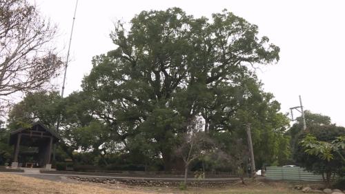 草屯600年七股大神木 鳥榕寄生恐驚共束死
