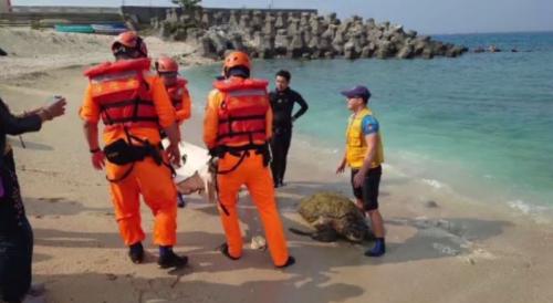 小琉球2日3石龜靠沙 海巡救援送海生館治療