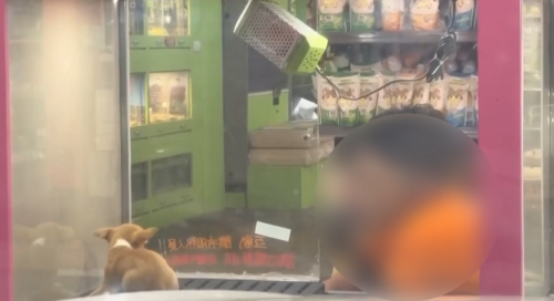 宜蘭寵物店員工共狗仔捏 縣府：若害著傷會罰