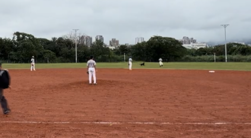 棒球比賽半中站 煞有一陣狗入球場逐球員