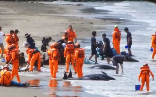 屏東車城海口11隻烏鯃靠沙 已經有4隻死亡
