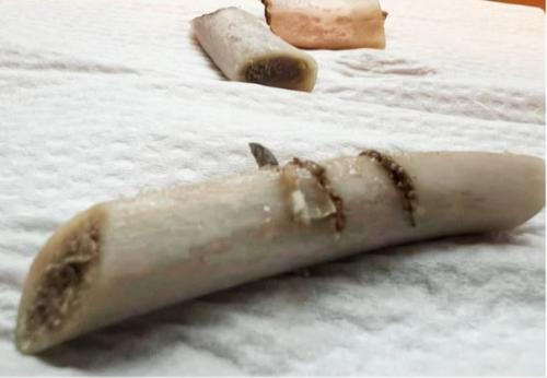 好巿多排骨藏1公分刀片 10歲囡仔喙舌予鑿著
