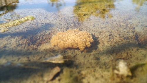 高雄海䖳湖有人亂擲魚頭 汙染水質、海䖳變少