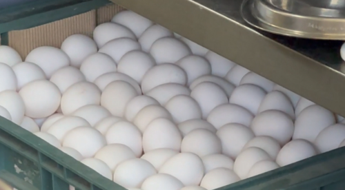 豐原卵雞場禽流感 雞卵已送入臺北、苗栗、臺中