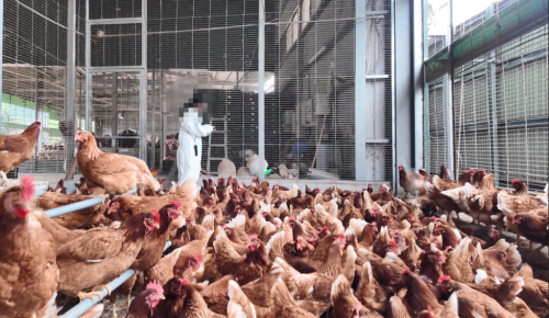 臺中卵雞場禽流感死千外隻 全面捕殺防湠病