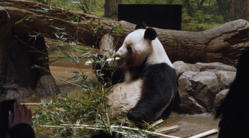 日本雙生仔貓熊1/27轉中國 濟濟民眾來相辭