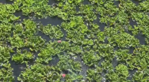 臺南親水公園湠規片大水薸 民眾驚會生蠓蟲