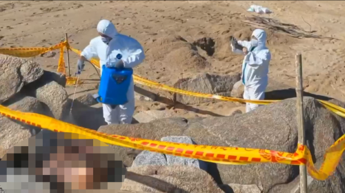 金門海沙埔發現豬仔死體 驗出非洲豬災病毒