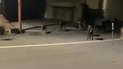 彰化有民眾騎車經過員鹿路 拄著30隻浪蕩狗