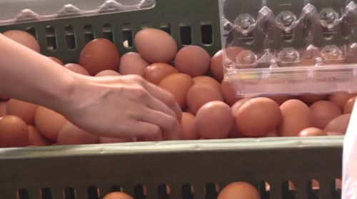 雞卵產量穩定 6/14起產地、大賣價數1斤減3箍