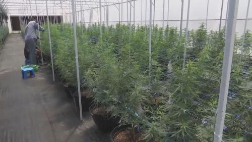 泰國按年底禁止娛樂性大麻 限制醫療才通用