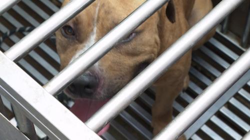 動保法規定 動物若嚴重影響公安、會當安樂死
