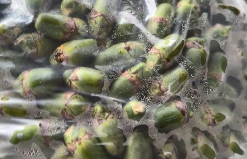 嘉義民眾食「倒吊子」昏迷 急救後命才抾轉來