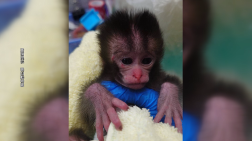 美濃民眾抾著猴囝 通報農業局交壽山動物園
