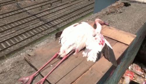 阿聯酋客機降落挵著鳥群 造成39隻紅鶴死亡